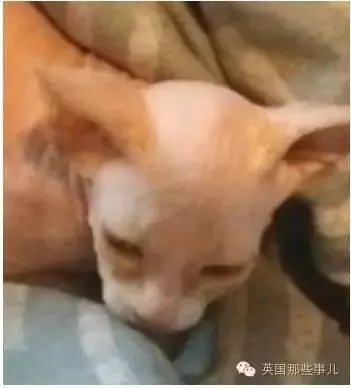 她買了超便宜「無毛貓」!沒想到其他無毛貓居然聯合排擠牠