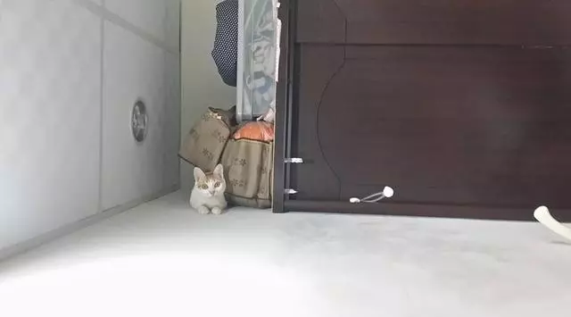 主人總覺得貓咪趴的姿勢不對勁,結果曬到網上之後...網友:牛頓看了會瘋!