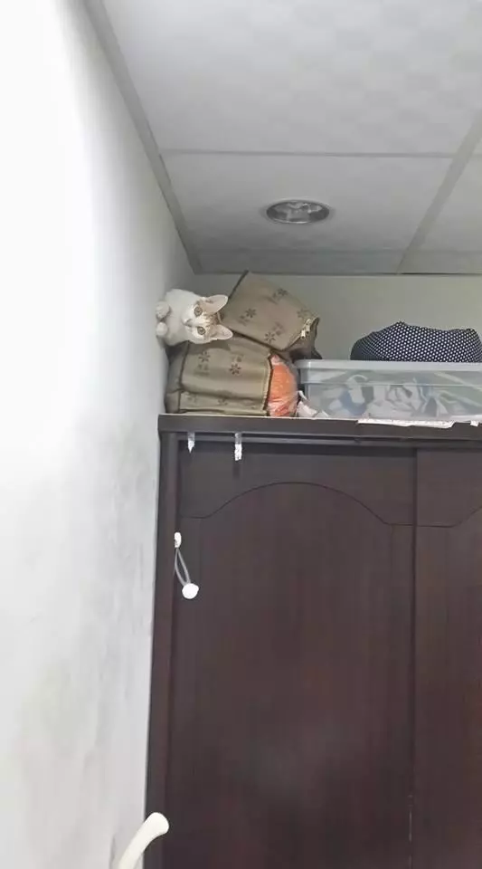 主人總覺得貓咪趴的姿勢不對勁,結果曬到網上之後...網友:牛頓看了會瘋!