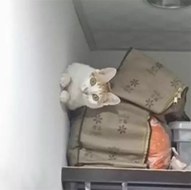 主人總覺得貓咪趴的姿勢不對勁,結果曬到網上之後...網友:牛頓看了會瘋!