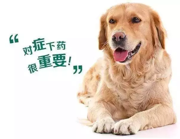 寵物無需定時驅蟲,發現患蟲三點徵兆後及時驅蟲更有利健康