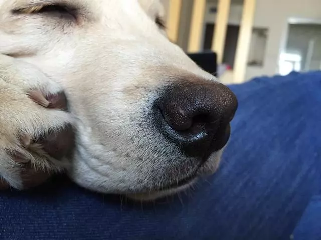 訓犬本質並非暴力,教育時要注意這三個部位,粗暴行為將誤傷愛犬