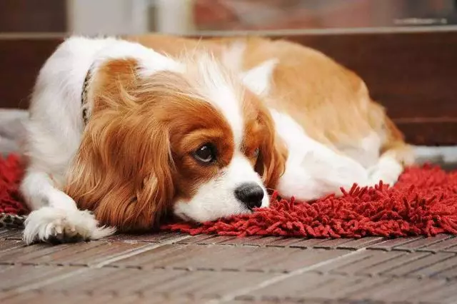 訓犬本質並非暴力,教育時要注意這三個部位,粗暴行為將誤傷愛犬