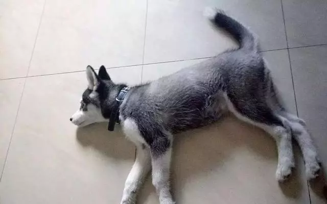 訓犬本質並非暴力,教育時要注意這三個部位,粗暴行為將誤傷愛犬