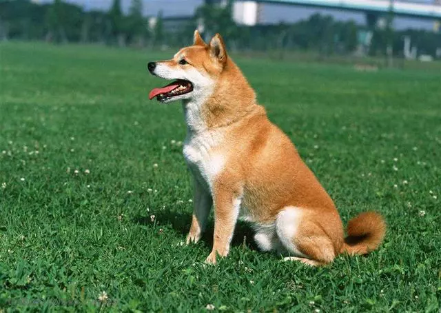 訓犬本質並非暴力,教育時要注意這三個部位,粗暴行為將誤傷愛犬