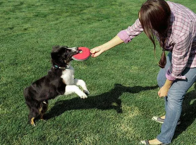 訓犬本質並非暴力,教育時要注意這三個部位,粗暴行為將誤傷愛犬