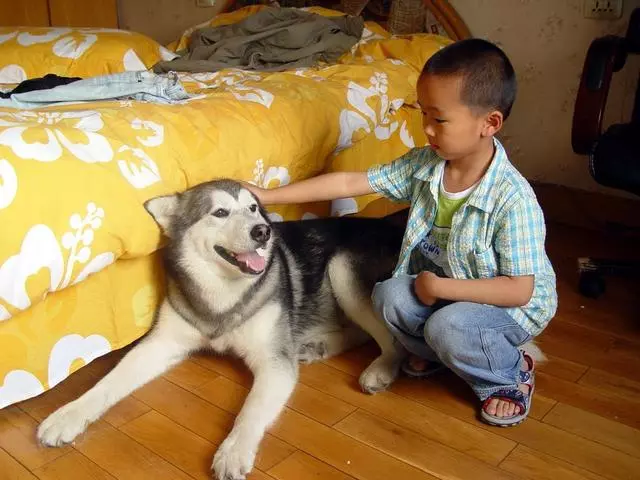 訓犬本質並非暴力,教育時要注意這三個部位,粗暴行為將誤傷愛犬