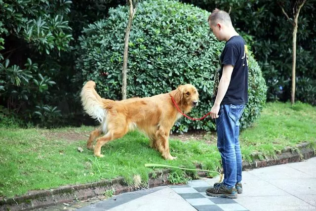 訓犬本質並非暴力,教育時要注意這三個部位,粗暴行為將誤傷愛犬