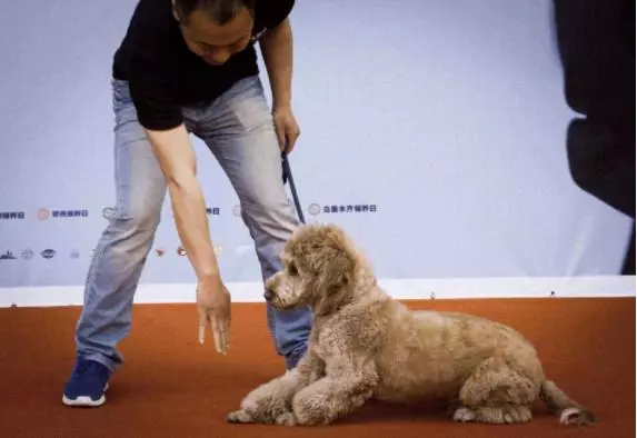 訓犬本質並非暴力,教育時要注意這三個部位,粗暴行為將誤傷愛犬