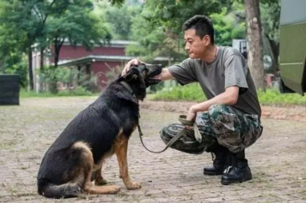 訓犬本質並非暴力,教育時要注意這三個部位,粗暴行為將誤傷愛犬