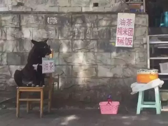 黑狗每日陪主人出攤,風雨無阻幫忙售賣早飯,給家裡減輕負擔