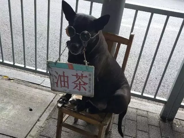 黑狗每日陪主人出攤,風雨無阻幫忙售賣早飯,給家裡減輕負擔