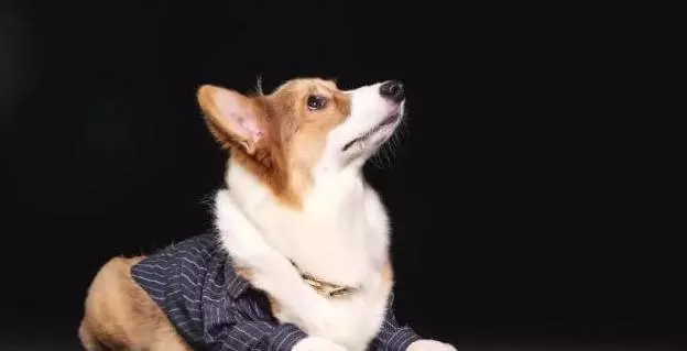 你想收養哪種動物,憑你的第一直覺做出選擇,測試一下日常中你的性格是怎樣的
