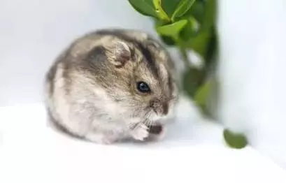 你想收養哪種動物,憑你的第一直覺做出選擇,測試一下日常中你的性格是怎樣的