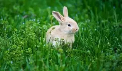 你想收養哪種動物,憑你的第一直覺做出選擇,測試一下日常中你的性格是怎樣的