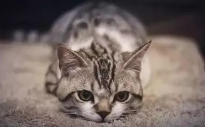 你想收養哪種動物,憑你的第一直覺做出選擇,測試一下日常中你的性格是怎樣的