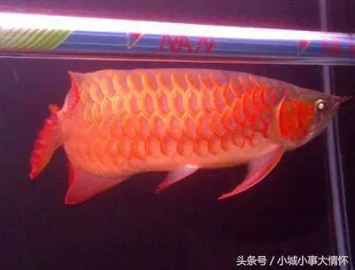 客廳若是放上這3寶,預示著兒女升官發財,財神爺都不願意走!