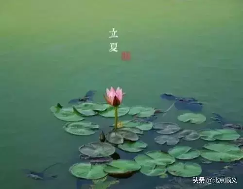 今日立夏,這些講究和養生知識點全在裡邊~別忘了吃這立夏蛋