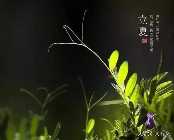 今日立夏,這些講究和養生知識點全在裡邊~別忘了吃這立夏蛋