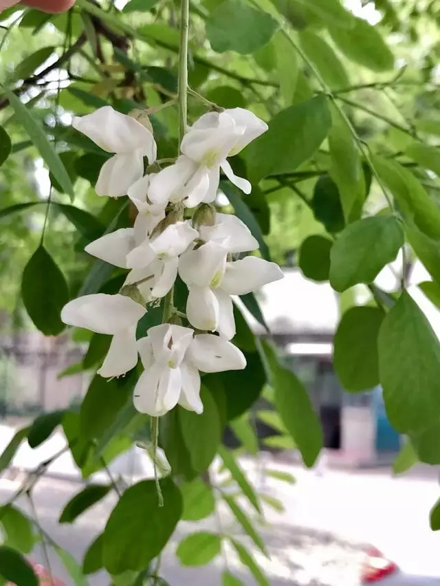 成年人的世界,什麼情緒什麼命