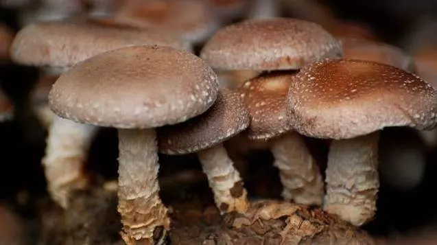 脂肪最怕6種鹼性食物,只要你能每天堅持吃,體重蹭蹭降下來