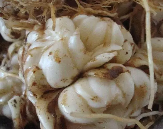 月經量越來越少?多吃4種「零嘴」,滋陰排毒,保養子宮防絕經