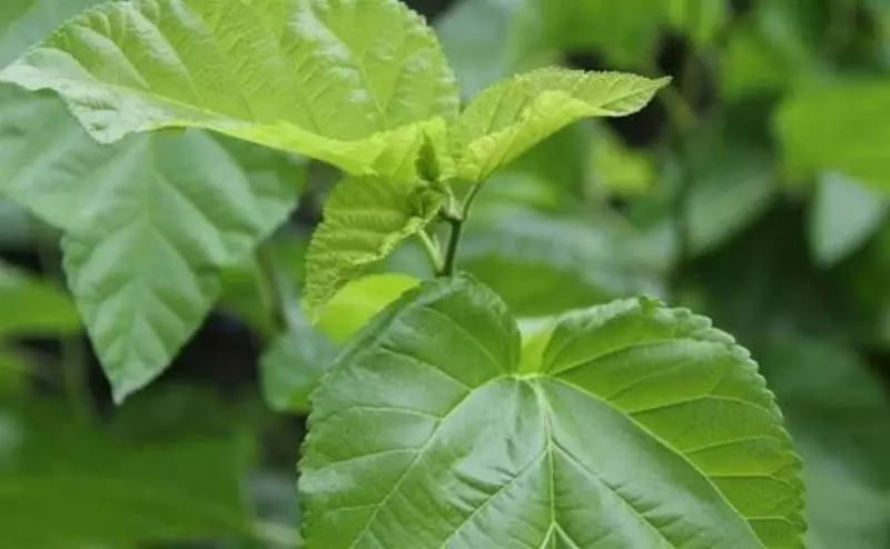 1種葉子泡水喝,緩解手腳麻木、消水腫、去除盜汗,體重輕了,人也精神了好多,老中醫自己都在喝