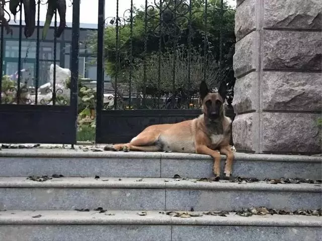 工作犬退休後,主人就讓牠在街上流浪,一隻貓咪決定把牠撿回家