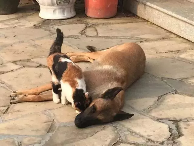 工作犬退休後,主人就讓牠在街上流浪,一隻貓咪決定把牠撿回家