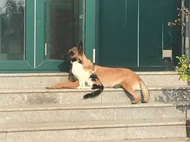 工作犬退休後,主人就讓牠在街上流浪,一隻貓咪決定把牠撿回家