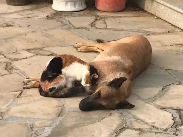 工作犬退休後,主人就讓牠在街上流浪,一隻貓咪決定把牠撿回家