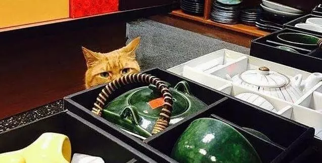 工作犬退休後,主人就讓牠在街上流浪,一隻貓咪決定把牠撿回家