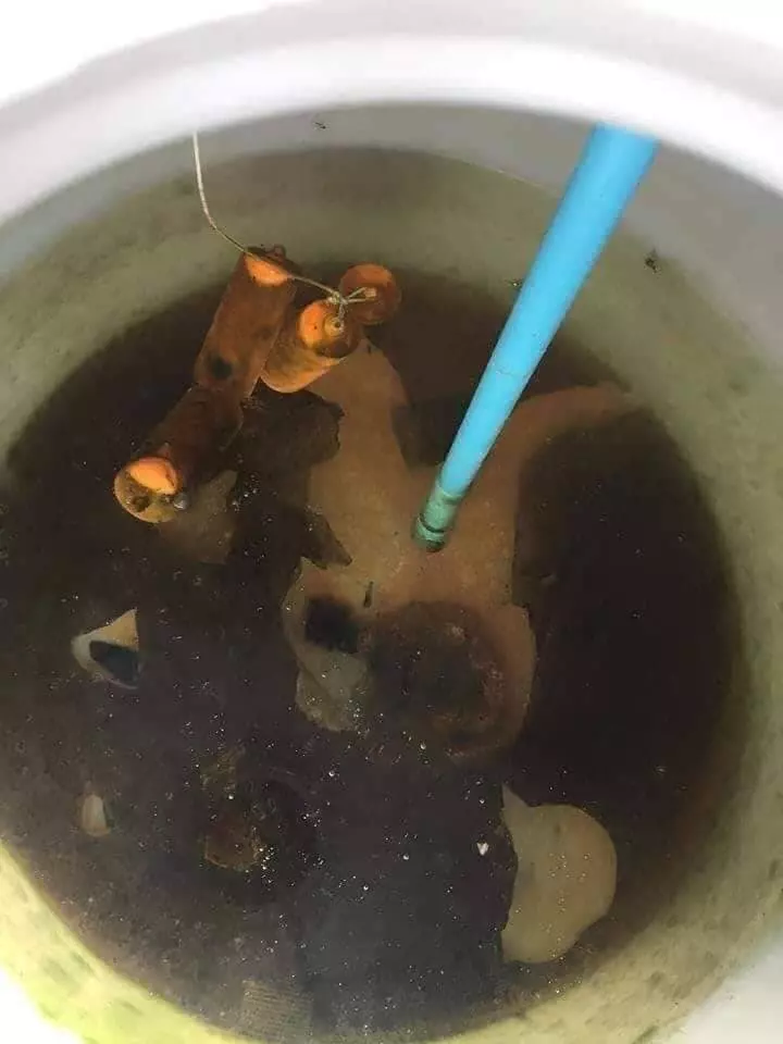 投錢裝水的公共飲水機一打開竟然如此骯髒!網友:哇佬~比kopi o還要o!