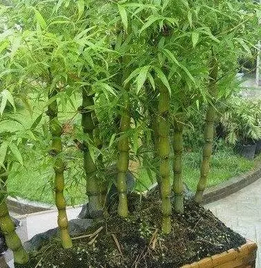 家中千萬不能放這兩種植物,否則霉運將來,一輩子難富!