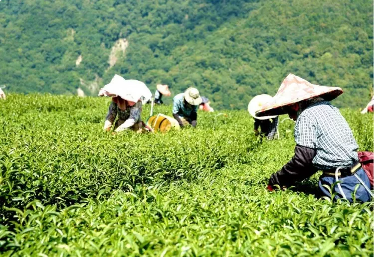 製茶超好賺!阿里山妹做4天「厚厚千元鈔票塞爆皮夾」加碼曝:這薪水算少的...