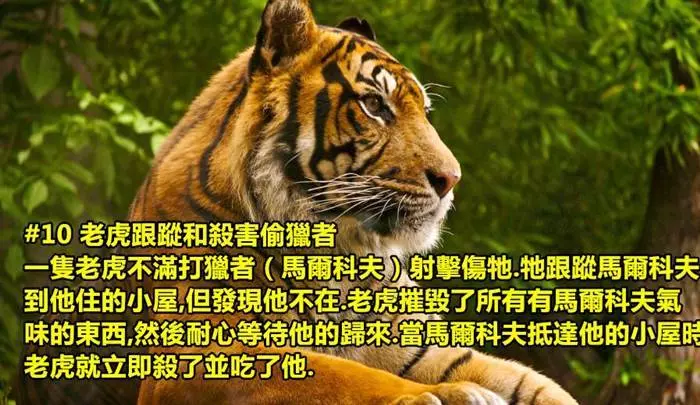10個動物復仇的故事!不少都是關於老虎的復仇記呢!