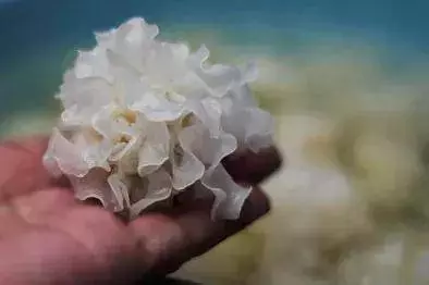 這20種「純天然藥」一定要知道!別再吃減肥藥了,原來吃冬瓜也能減肥!