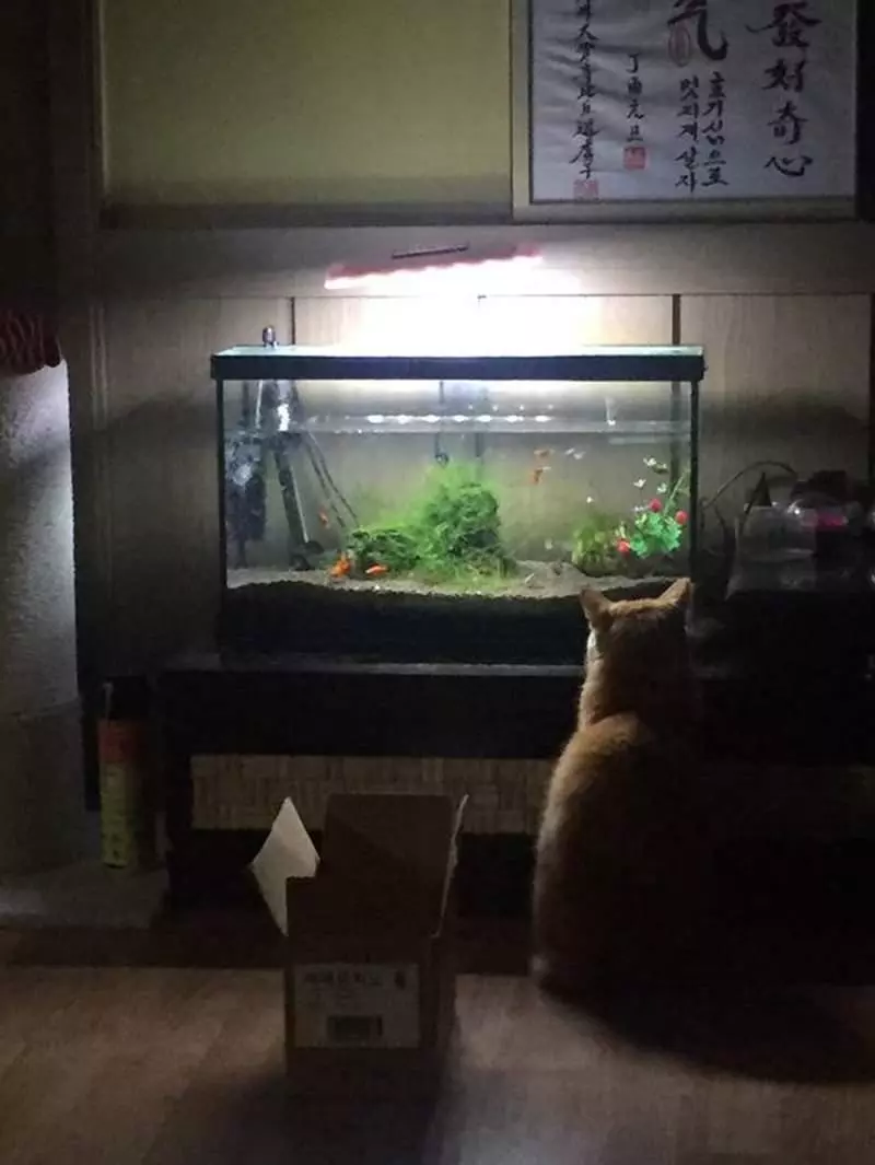 《自從家裡裝了魚缸後》家中的貓老大彷彿中邪般一直死盯著看...