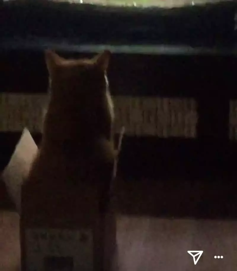 《自從家裡裝了魚缸後》家中的貓老大彷彿中邪般一直死盯著看...