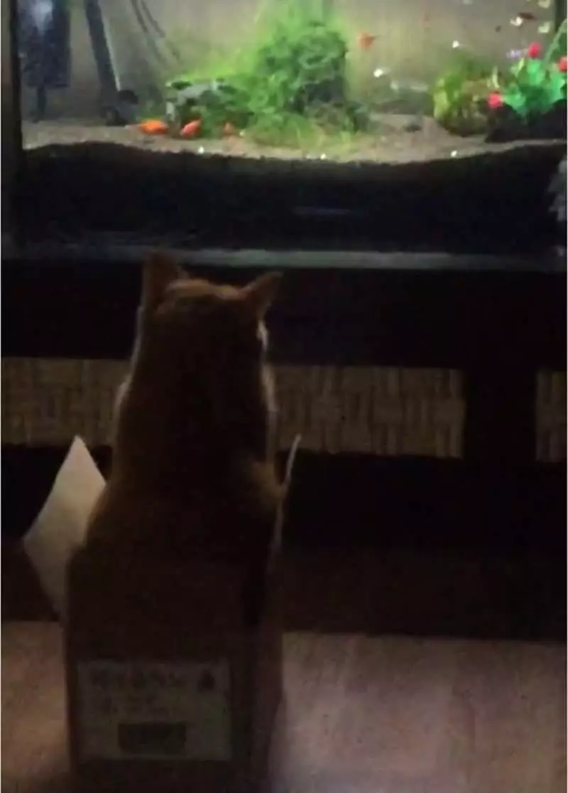 《自從家裡裝了魚缸後》家中的貓老大彷彿中邪般一直死盯著看...