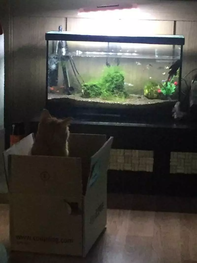《自從家裡裝了魚缸後》家中的貓老大彷彿中邪般一直死盯著看...