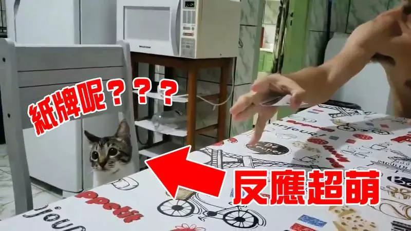 魔術師的最佳觀眾《貓咪看魔術表演的反應》這反應萌的我嫑嫑的啊~~