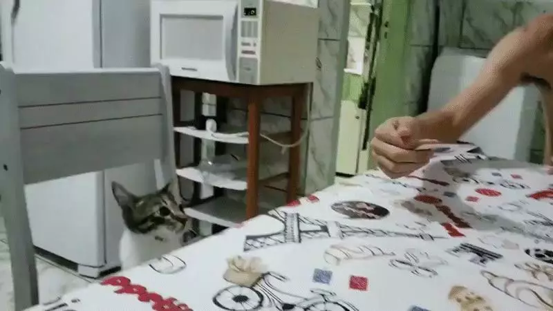 魔術師的最佳觀眾《貓咪看魔術表演的反應》這反應萌的我嫑嫑的啊~~