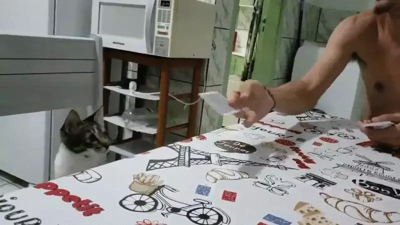 魔術師的最佳觀眾《貓咪看魔術表演的反應》這反應萌的我嫑嫑的啊~~
