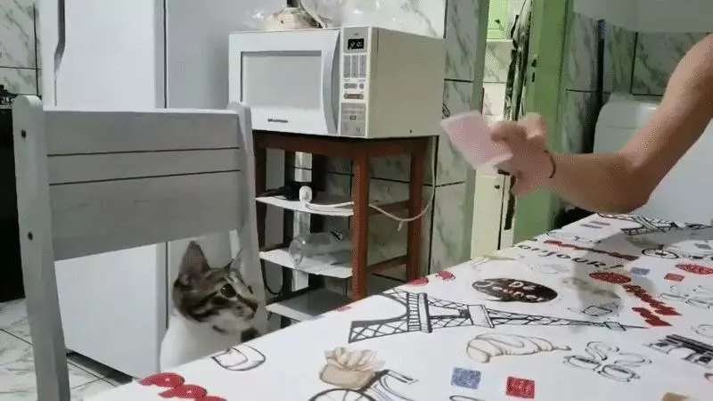 魔術師的最佳觀眾《貓咪看魔術表演的反應》這反應萌的我嫑嫑的啊~~