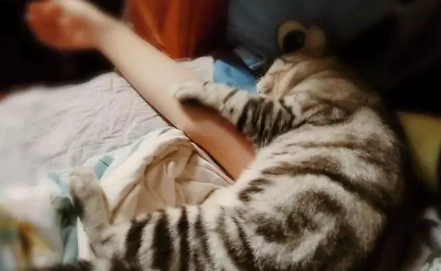 養貓後總被說教:貓咪睡在主人床上不利健康,個中好壞如何辨別?