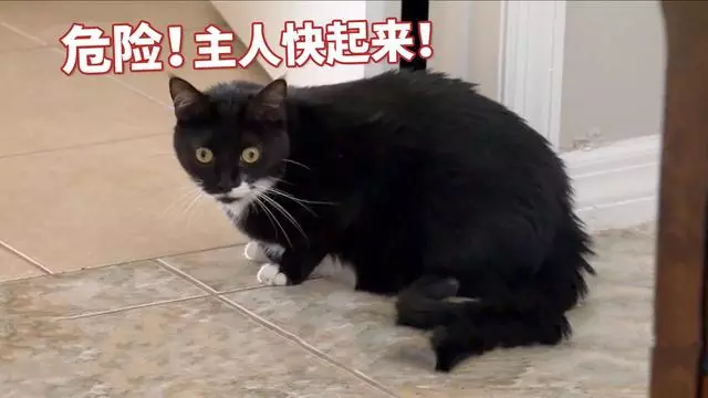 養貓後總被說教:貓咪睡在主人床上不利健康,個中好壞如何辨別?