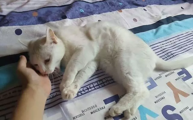 養貓後總被說教:貓咪睡在主人床上不利健康,個中好壞如何辨別?