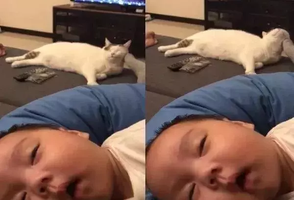孩子睡夢中被驚醒,哭鬧不已,就當大家束手無策時,貓咪出場了!