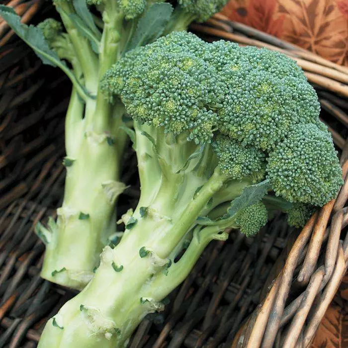 常吃 Broccoli 花椰菜原來有那麼多功效！可防ai、瘦身、抗衰老等！[ 附上10種食譜 ]